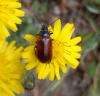 228320 – Photo : Morel Stella – France (84)